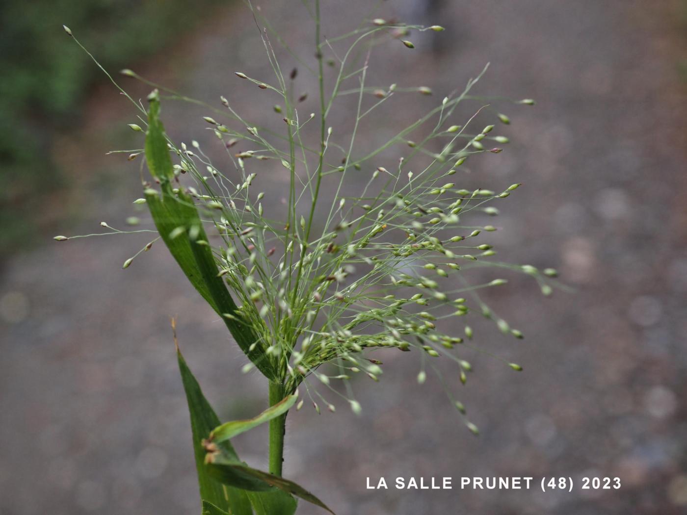 Old Witch grass flower